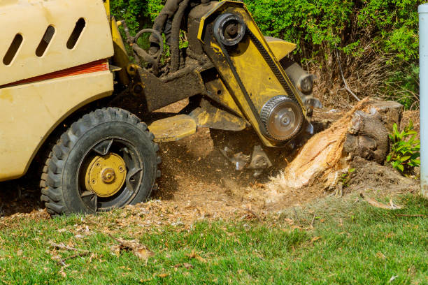 Reliable Sunnyvale, CA Tree Services Solutions