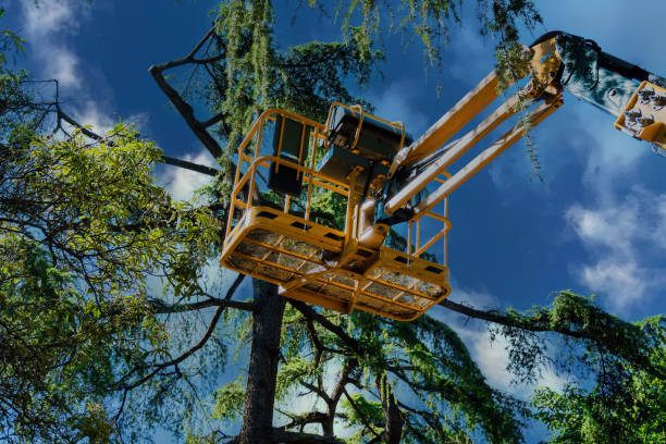 How Our Tree Care Process Works  in  Sunnyvale, CA