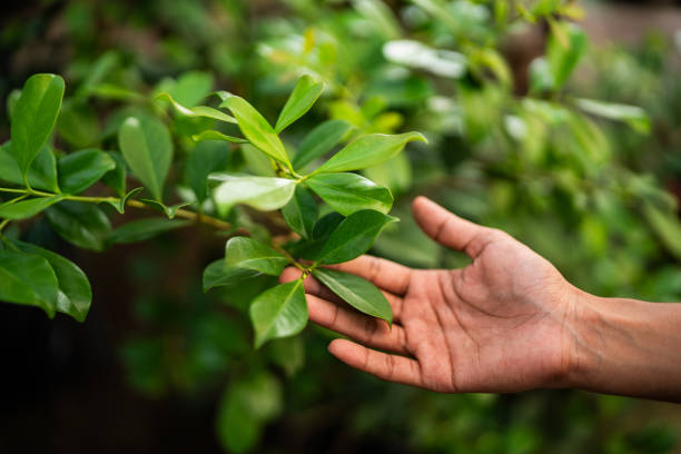 Professional Tree Services in Sunnyvale, CA