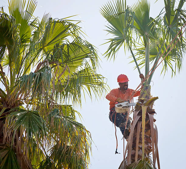 Best Tree Disease Treatment  in Sunnyvale, CA