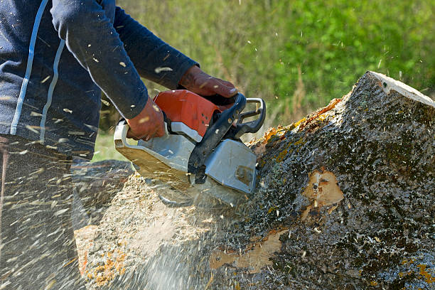 Best Hedge Trimming  in Sunnyvale, CA